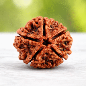 Home 5 mukhi rudraksha